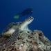turtle_sea_green_ms_si_h_0575_egy5195.jpg
